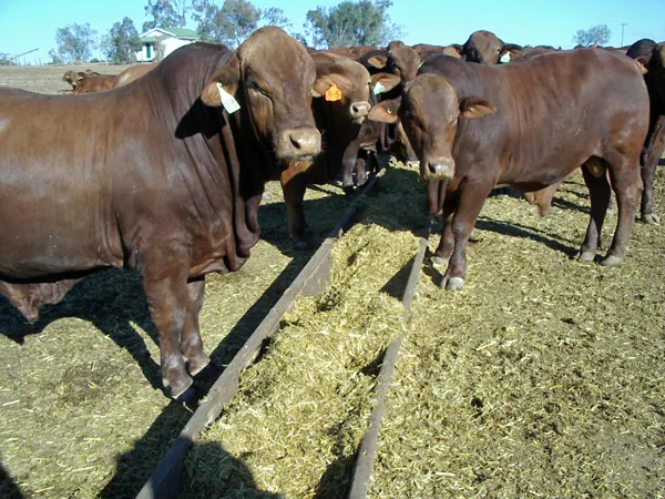 cattlesheep_1_lg