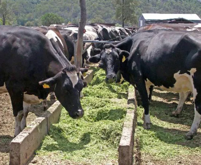 dairy_1_lg
